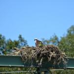 OTRA2013_0935 (July 12, 2013)